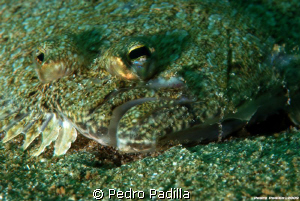 Camouflaged flounder fish in sandy bottom. Dive Site: Cra... by Pedro Padilla 